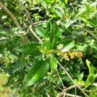 Croton klotzschianus (Wight) Thwaites